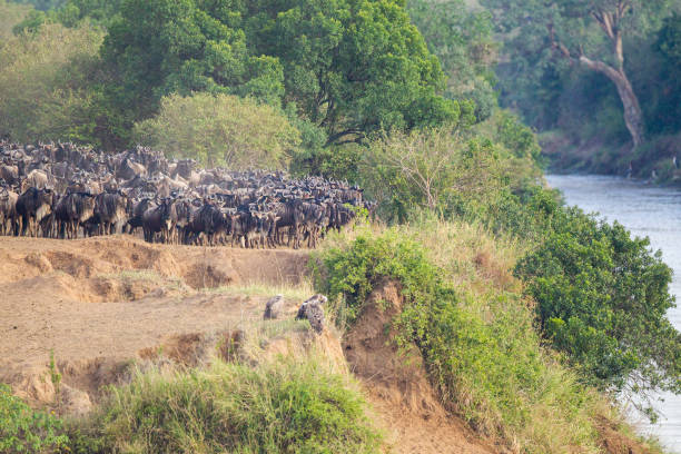 istock Blue Wildebeest crossing the Mara River during the annual migration in Kenya 1441117982