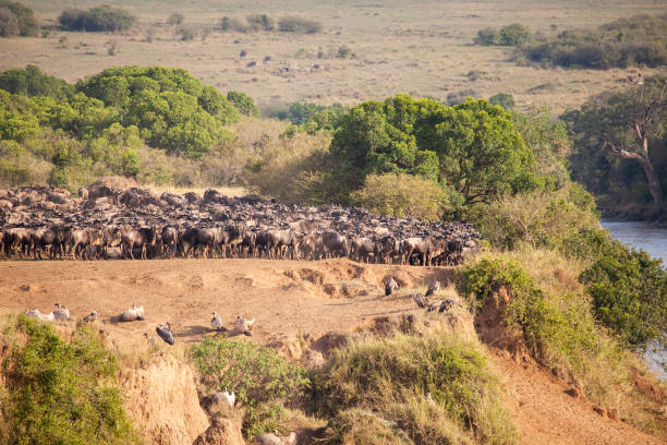 istock Blue Wildebeest crossing the Mara River during the annual migration in Kenya 1441117985