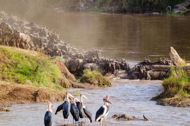 istock Blue Wildebeest crossing the Mara River during the annual migration in Kenya 1441118004