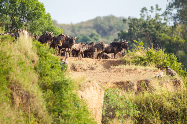 istock Blue Wildebeest crossing the Mara River during the annual migration in Kenya 1441118013