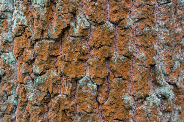 Trentepohlia umbrina on oak tree trunk closeup selective focus