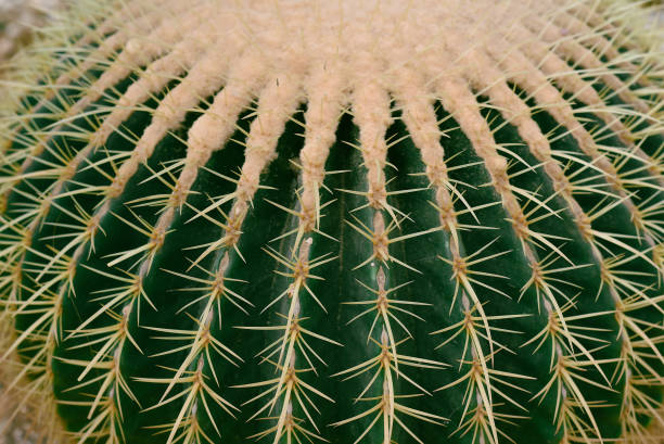 istock Echinocactus grusonii or Golden Barrel Cactus without flowers close up 1441118985