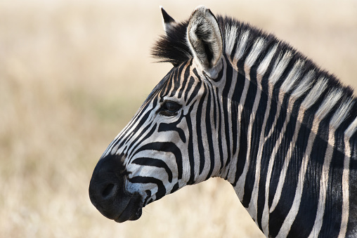 Sad Zebra Closeup Face On The Black Background