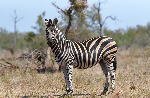 Single zebra seen from the side in the open grassland in the Kruger National Park in South Africa