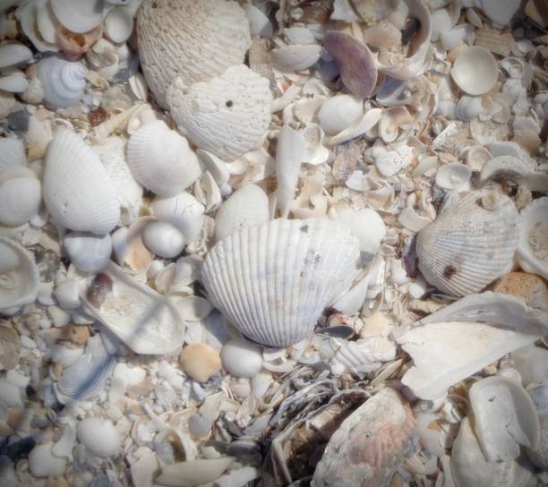 istock Close up  of nice shells in Thailand 1441119861