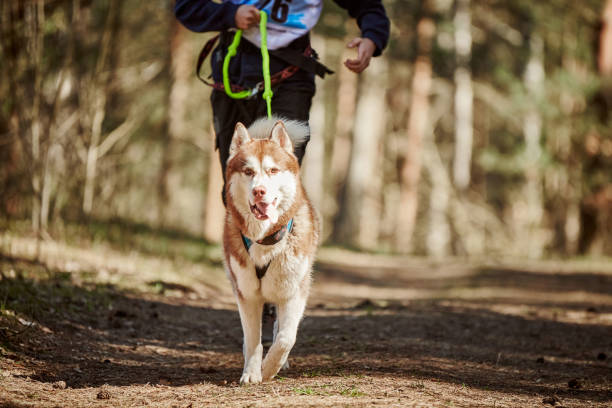 Running Siberian Husky dog in harness pulling man on autumn forest country road stock photo