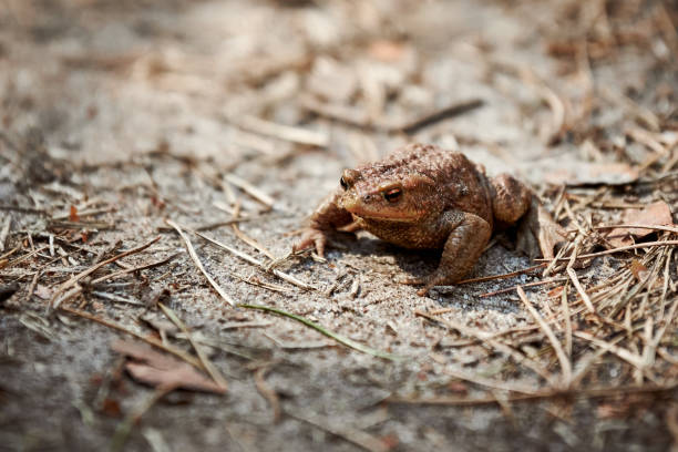 istock Common European toad on forest ground, cute adult toad in nature waiting for insects for feeding 1441120368