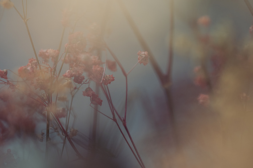 Close up photography of dried plants with bokeh and soft dreamlike effect