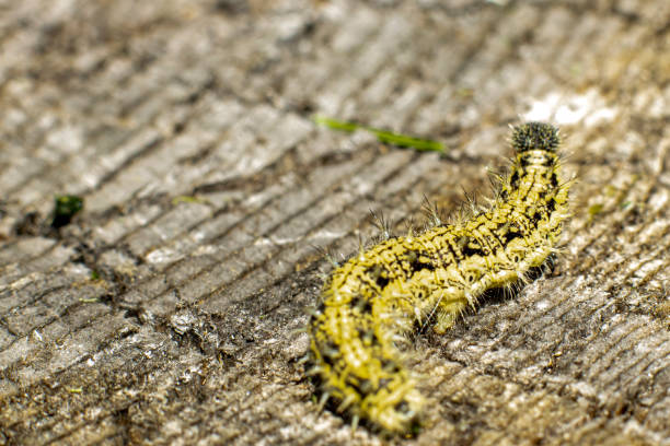 Caterpillar with spikes on an old stump selective focus