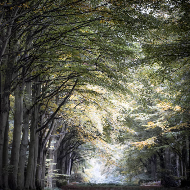 istock Autumn (Fall) woodland square format photography 1441122518