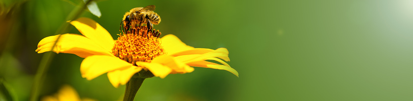 Bee and flower. Close up of a large striped bee collecting pollen on a yellow flower on a Sunny  day. Banner