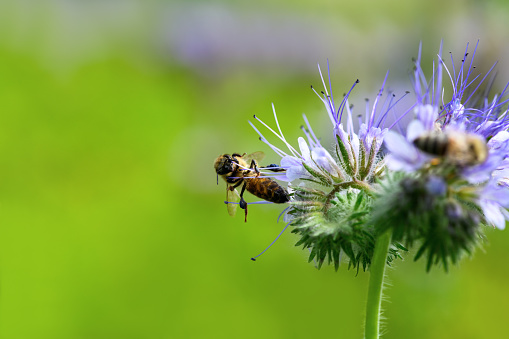 Bee and flower phacelia. Close up of a large striped bee hangs on a phacelia flower and collects pollen phacelia on a green background. Summer and spring backgrounds