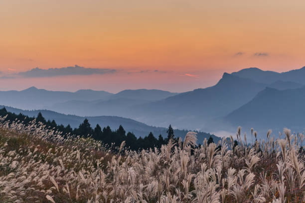 Pampas grass (a.k.a. silver grass) field on Soni plateau in the late evening in early autumn. The vast grass field is located on Soni plateau. Nara prefecture, Japan nsra stock pictures, royalty-free photos & images