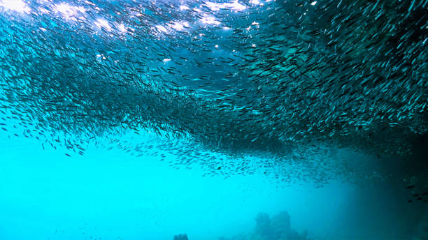 istock Schools of small fish inside a cave 1441129166