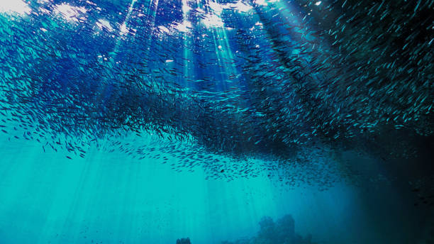 istock Schools of small fish inside a cave 1441129598