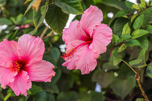 Hibiscus rosa-sinensis, known as Chinese hibiscus, China rose, Hawaiian hibiscus, rose mallow and shoeblack plant, is a species of tropical hibiscus.