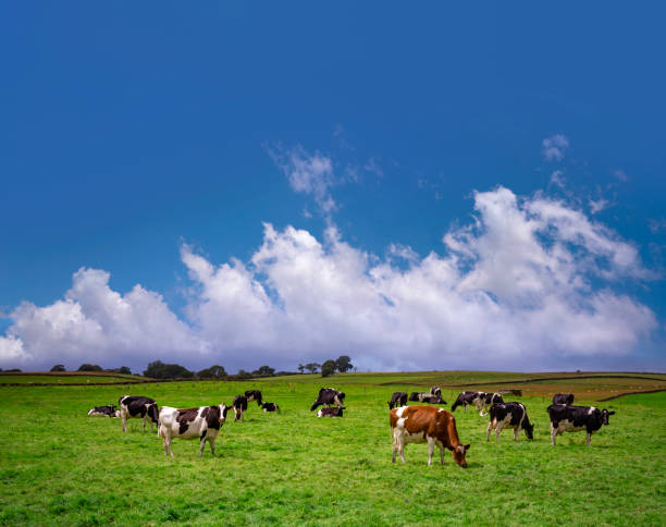istock Friesian cows cattle grazing in a UK meadow 1441131434