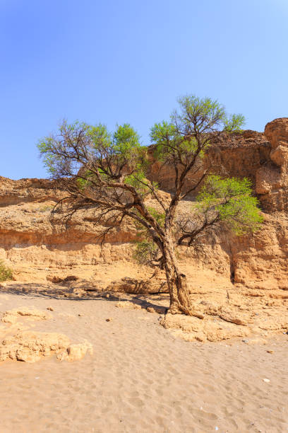 istock Sesriem Canyon, important attraction Namib Desert. Namibia. 1441131449