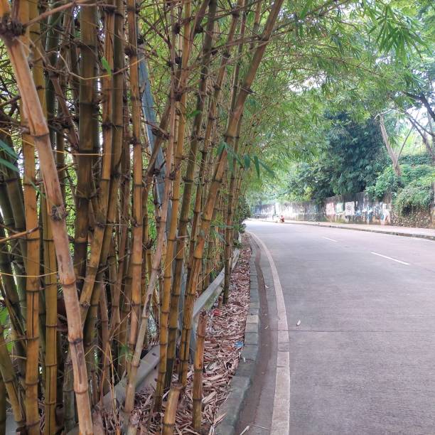 istock yellow bamboo on the roadside 1441131727
