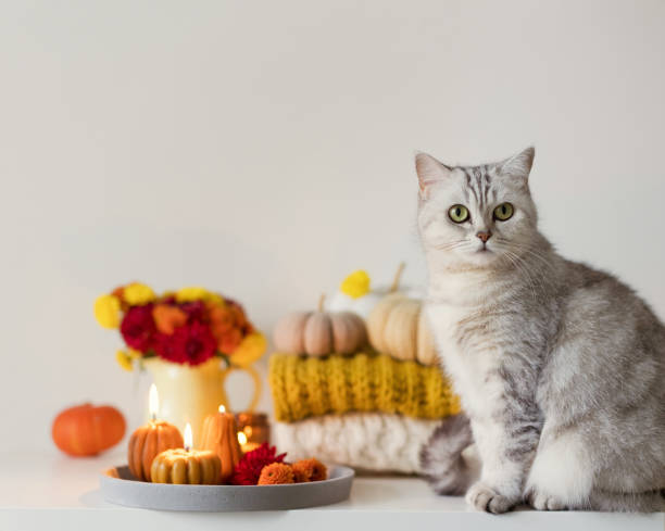 istock Cozy autumn mood. Flowers and candles 1441131817