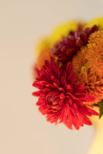 istock Red, orange and yellow chrysantemums bouquet 1441131845