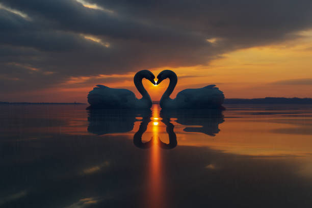 Two Beautiful Swans kissing on a lake at sunset. Love Bird Concept. 3D Illustration Two Beautiful Swans kissing on a lake at sunset. Love Bird Concept. 3D Illustration swan at dawn stock pictures, royalty-free photos & images