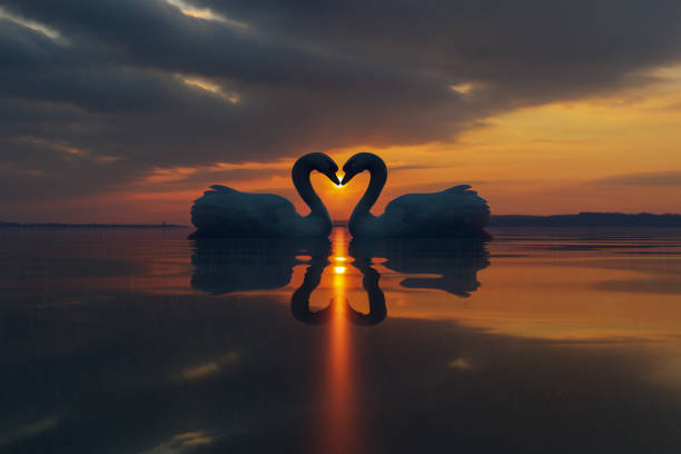 dois lindos cisnes se beijando em um lago ao pôr do sol. conceito de pássaro do amor. ilustração 3d - cisne - fotografias e filmes do acervo