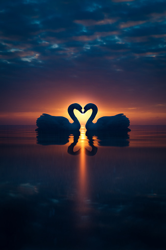 Two Beautiful Swans kissing on a lake at sunset. Love Bird Concept. 3D Illustration
