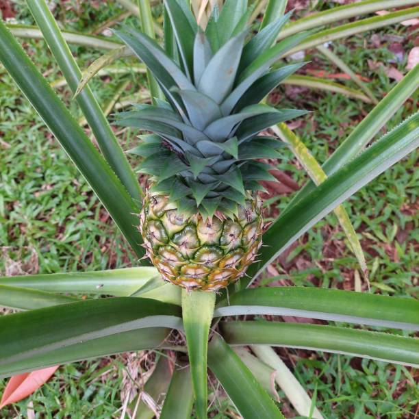 istock Pineapple plants starting to grow pineapples 1441132552