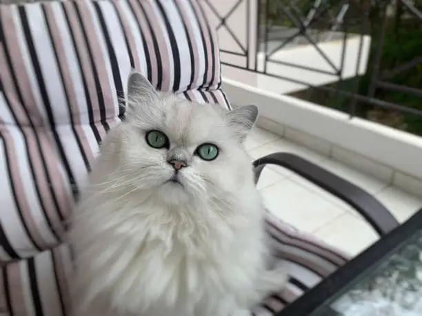 Silver Chinchilla Persian Green-Eyed Cat