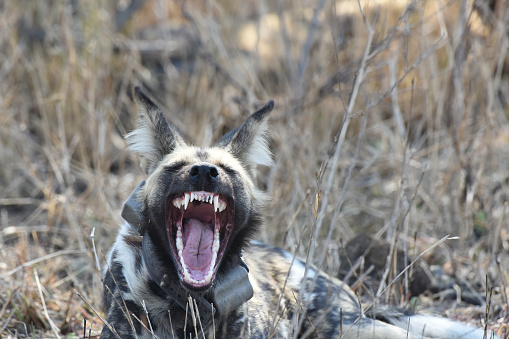 The African wild dog is a wild member of the dog family which is a native species to sub-Saharan Africa. The species is a type of dog that usually hunts in the daytime and specialises in antelopes, which it catches by chasing them to exhaustion. Its natural enemies are lions and spotted hyenas.