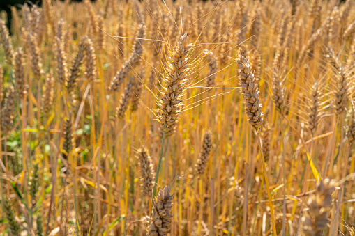 Golden ears spikes of wheat cereal in summer ripe to be harvested