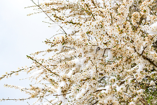 Cherry Blossom in Bavaria