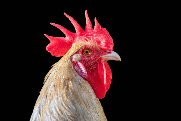 Head of a rooster on black background stock photo