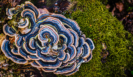 multicolored fungi on a log with moss