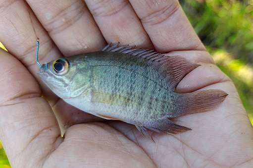 The palm shows a little tilapia caught while fishing with the hook still in its mouth