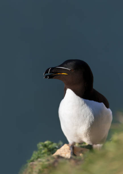 istock Razorbill on a cliff against clear blue background 1441135438