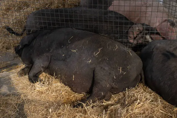 Photo of Exhibition of a big black pigs