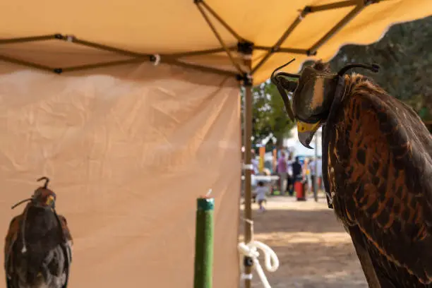 Photo of Exhibition of Mallorcan falcons