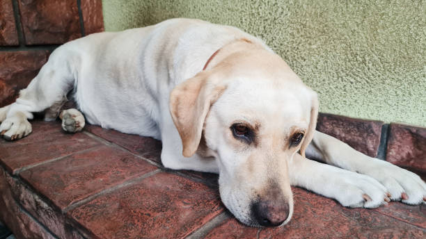 istock Beauty Golden retriever dog 1441137313