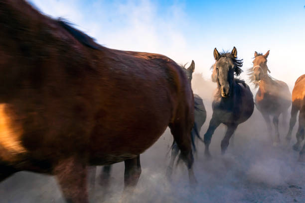 Wild Horses / Jades. Horses running and kicking up dust. Yılkı horses in Kayseri Turkey are wild horses with no owners.