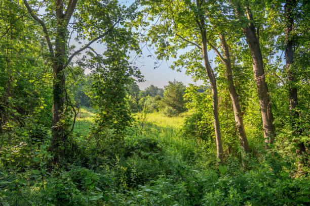 istock Greens of Summer 1441137691