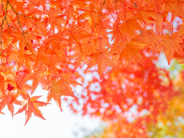 istock Japan Maple Leaves in autumn 1441137700