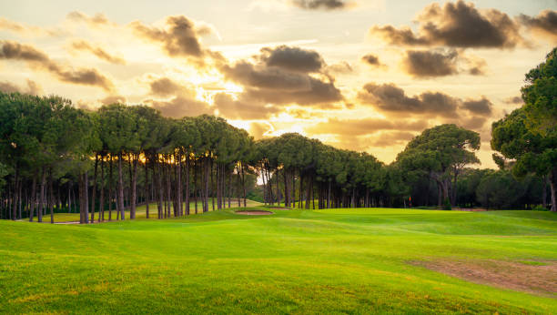 istock Panoramic view of beautiful golf course with pines with dramatic sky and clouds 1441138310