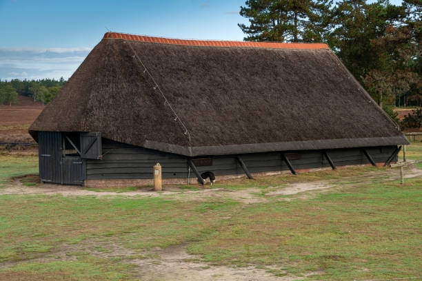 traditioneller holländischer schafstall, veluwe, niederlande - schafpferch stock-fotos und bilder