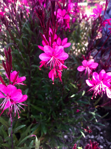 istock Nice small purple flowers 1441141261