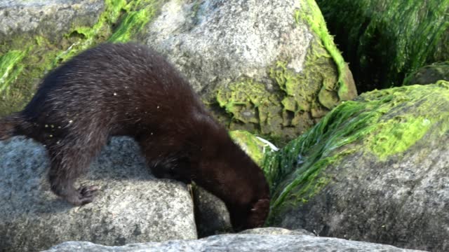 American mink Mustela vision eating fish