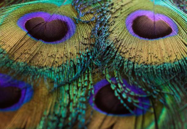 Bright peacock feathers closeup. Colorful feathers. Peafowl feathers background.