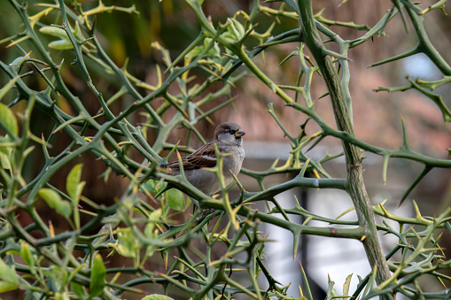 Old World Sparrow At Amsterdam The Netherlands 8-11-2022