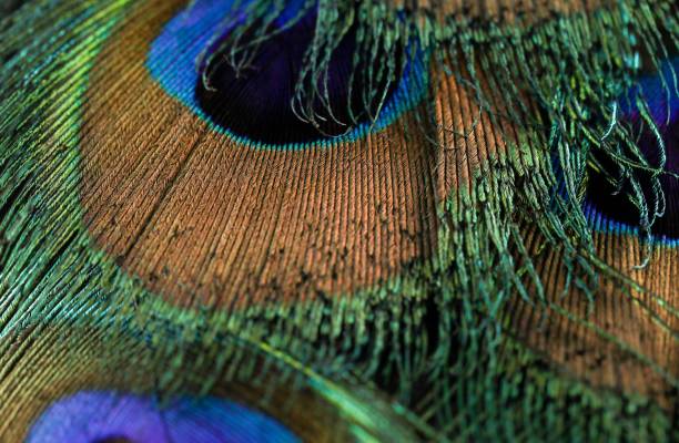 istock Bright peacock feathers closeup. Colorful feathers. Peafowl feathers background. 1441142766